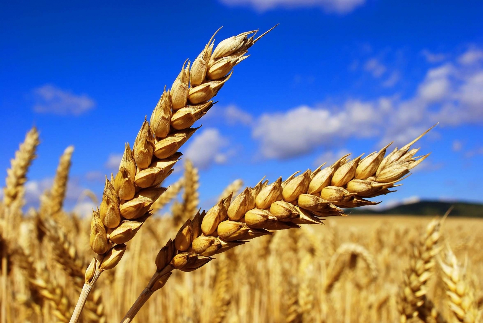 Колосья Пшеницы