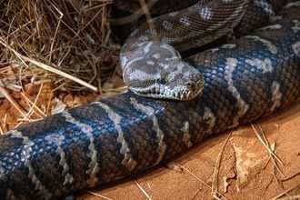 Учёные нашли в Индии останки гигантской доисторической змеи
