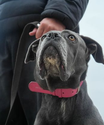 Новый ГОСТ сделает города удобнее для владельцев собак — эксперт