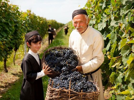 Сбор винограда в Грузии.