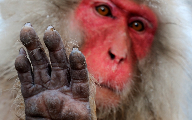 Выход «мудрой обезьяны»: Китай в ООН