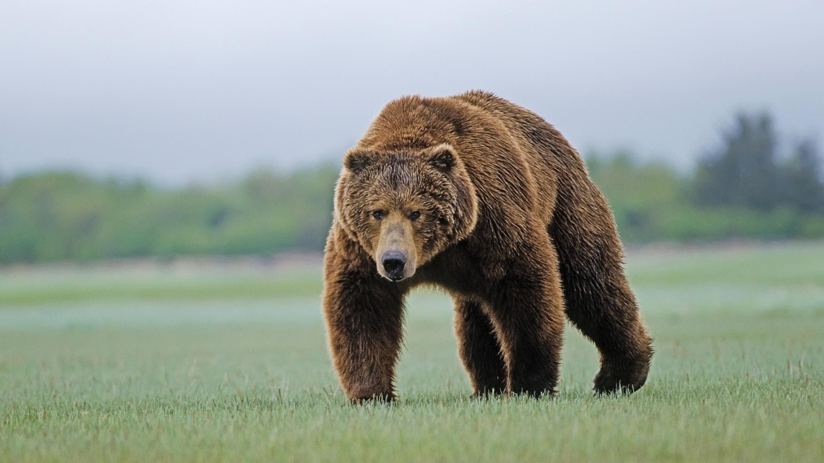 Русский медведь - 98 фото