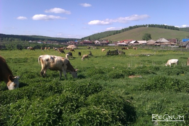 Коровы пасутся сами