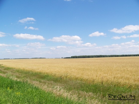 Урожай зерновых в Хабарском районе Алтайского края еще не начали собирать — ждут хорошей погоды