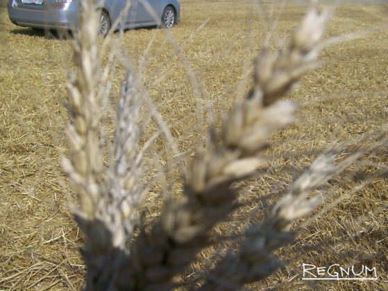 Так выглядят колосья пшеницы с поля агрохолдинга «Гудвилл» в Советском районе Алтайского края