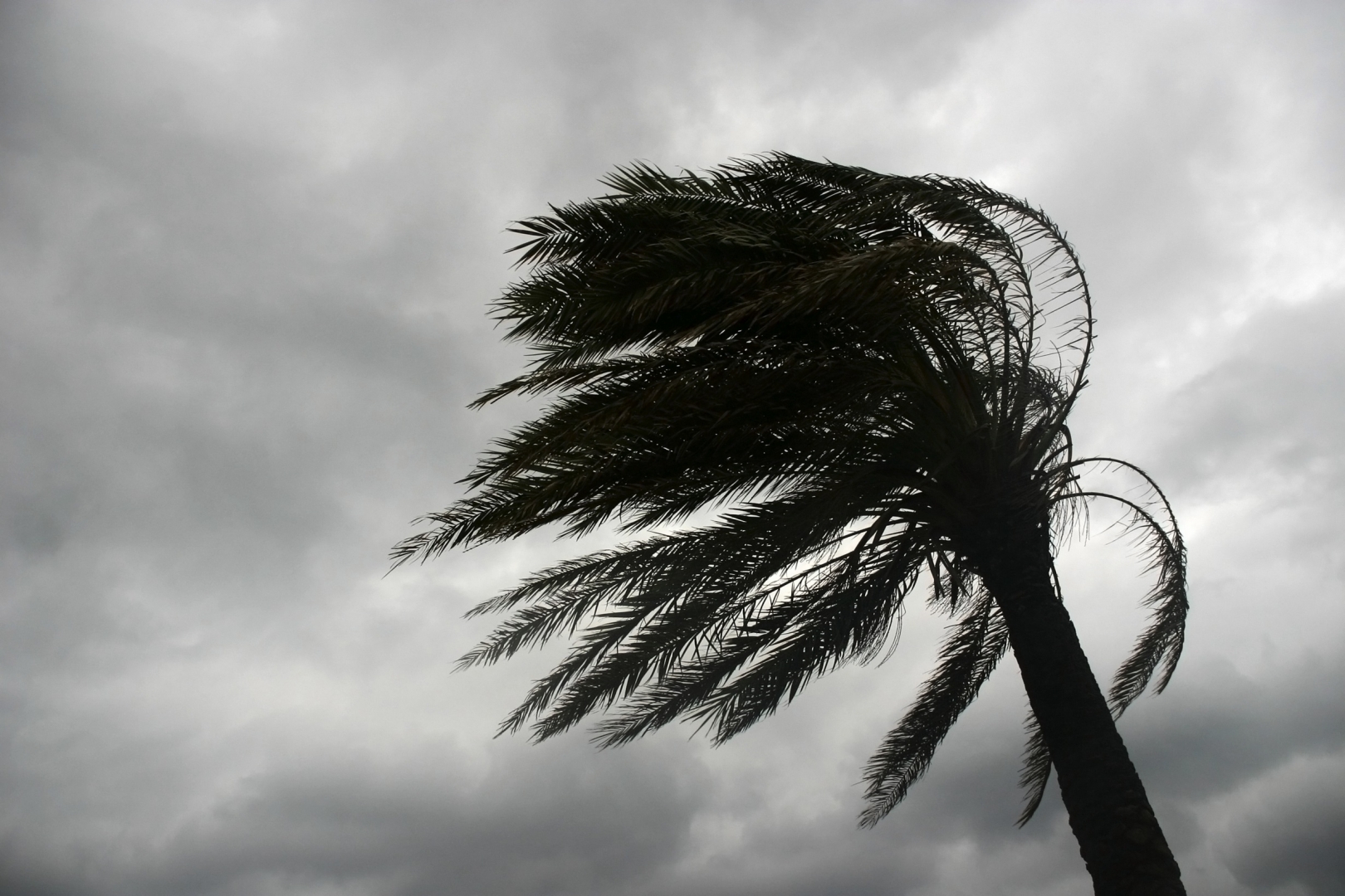 Сильный ветер пальмы