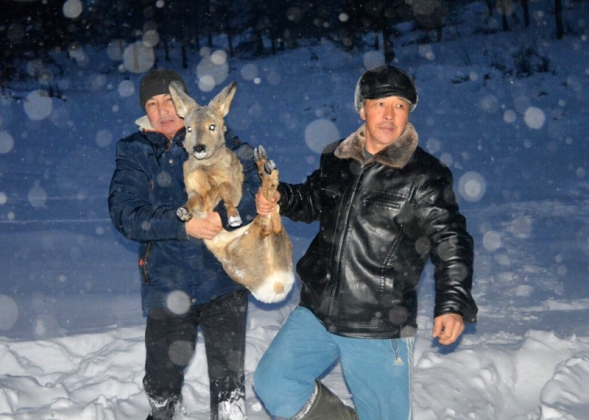 Алтайские охотники пришли на помощь погибащим от высокого снега косулям