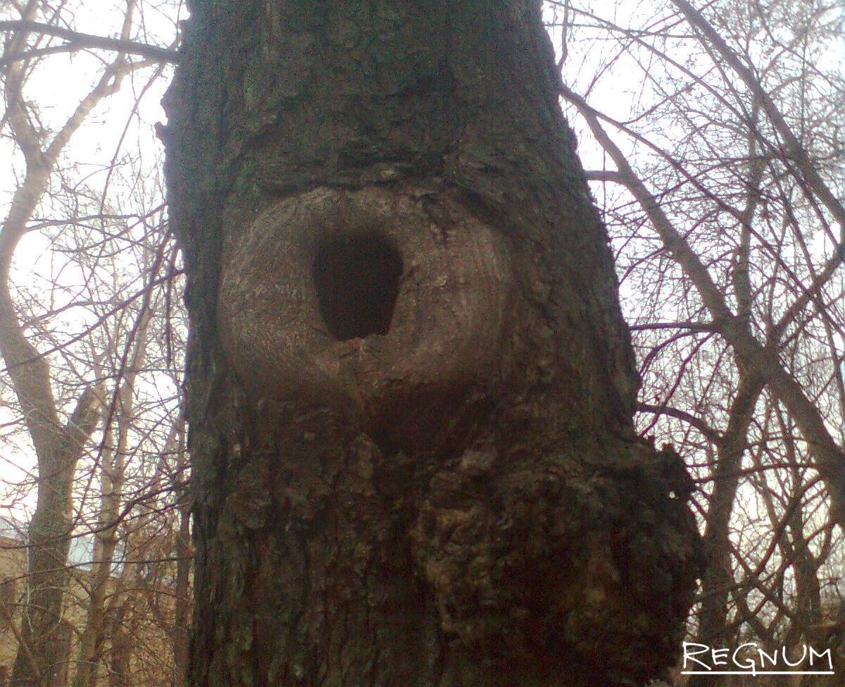 Глаза в дупле. Жилище белки. Говорящее дупло. Говорящее дупло. Дупло из дерева.