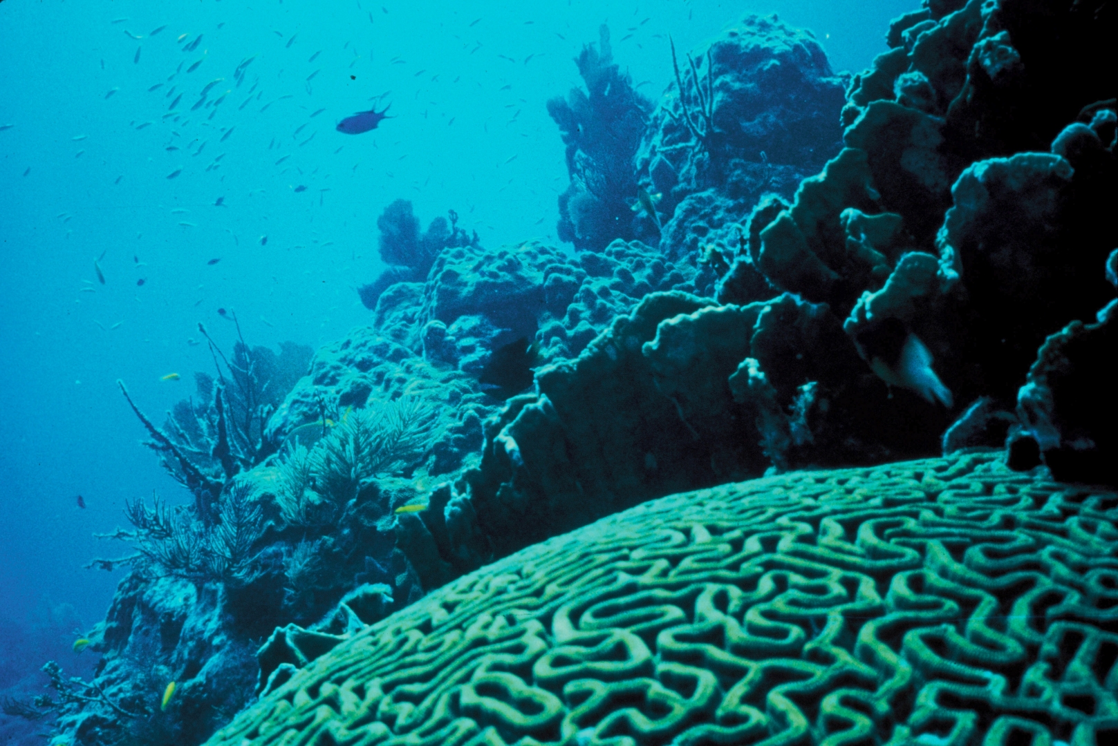 Coral Reef 3*