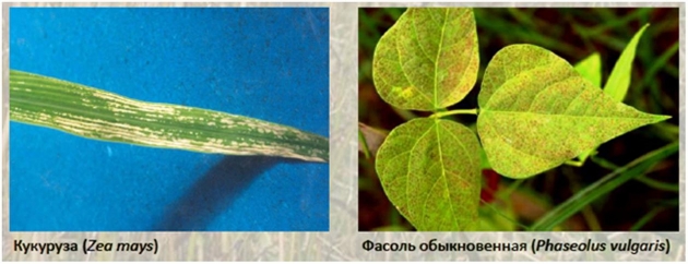 Рис. 15. Поражения озоном кукурузы и фасоли
