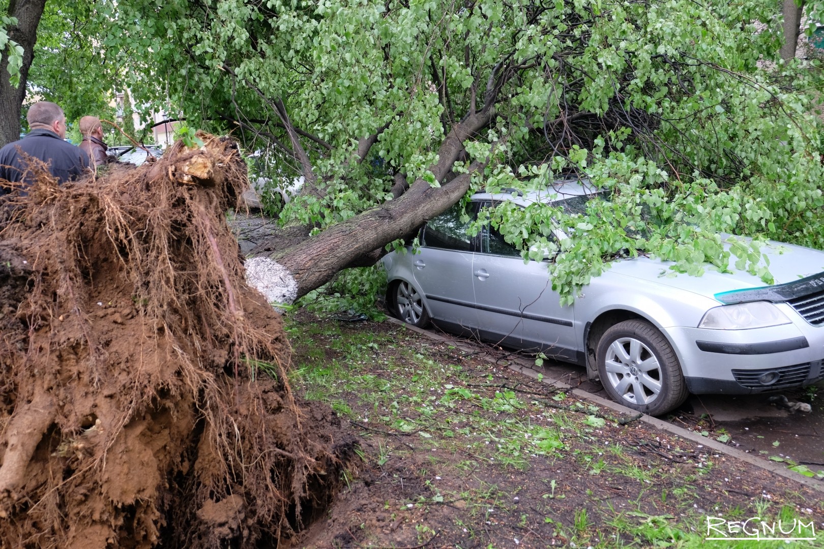 Дерево в непогоду