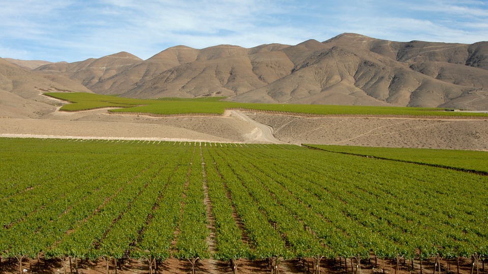 Чили виноградники