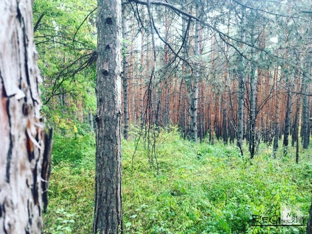 Роща
