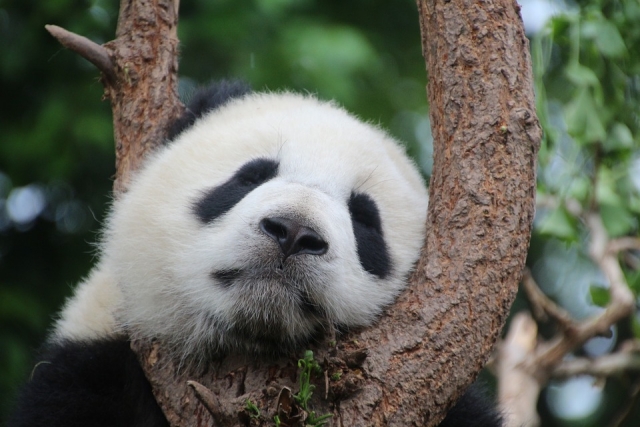 Спящая на дереве дикая панда замечена в Китае
