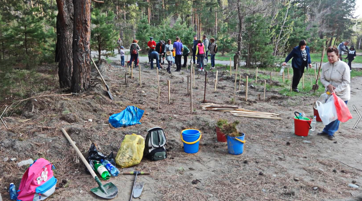 Иуды!» В Бийске «черные спортсмены» захватили и закатали лес в асфальт