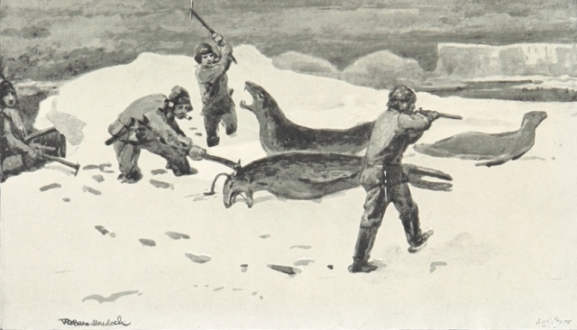 Убийство нерп. 1896