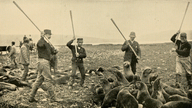 Убийство нерп. 1890-е