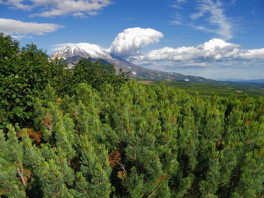 Деревья камчатки фото и названия