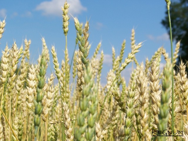 Российская пшеница стала продаваться по цене ниже себестоимости