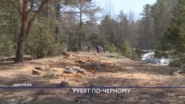 Вырубка деревьев в Горячинске