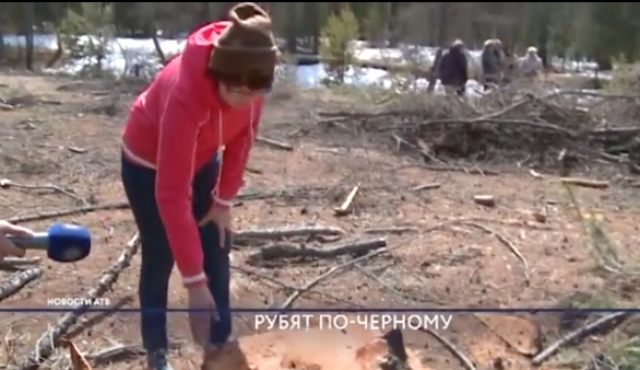 Бурятия. Жительница Горячинска показывает место, где были срублены многовековые кедры 