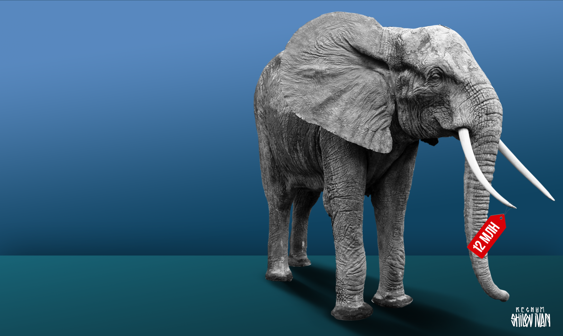 Купи слона!»: торговля дикими животными приобрела огромные масштабы