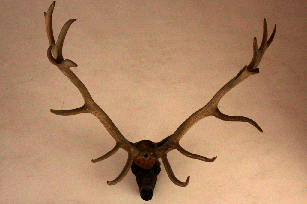 Трофейные рога оленя. Какие бывают рога. Оленьи рога пушистые корни. Рога разновидности. Какие бывают рога.