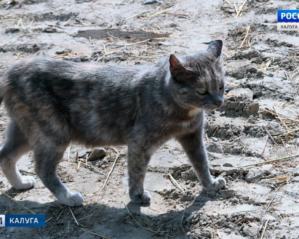 Под Калугой бешеная кошка напала на дачника из Москвы