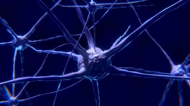 Нейроны — возбудители: учёные нашли клетки, контролирующие сами себя