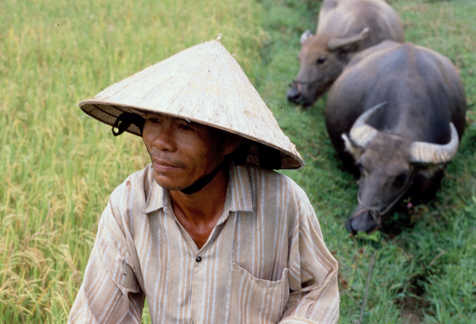Вьетнам животноводство