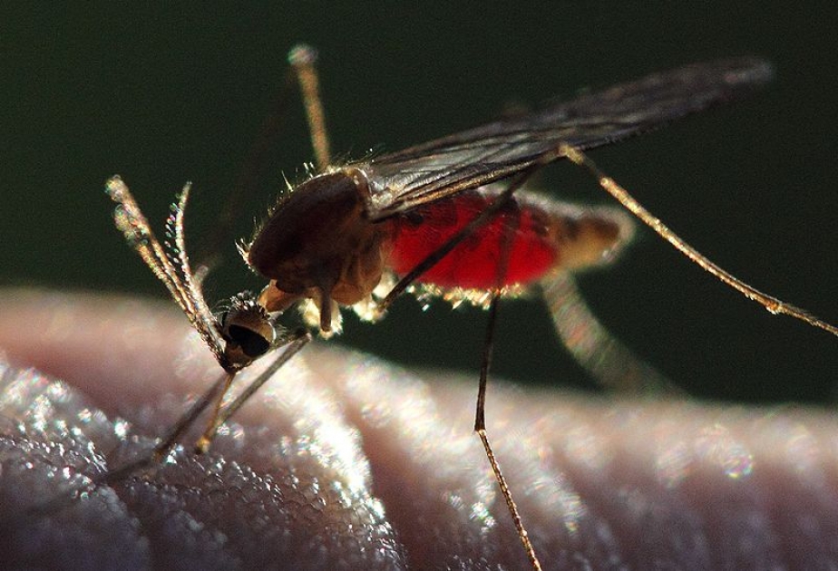 Малярия симптомы фото