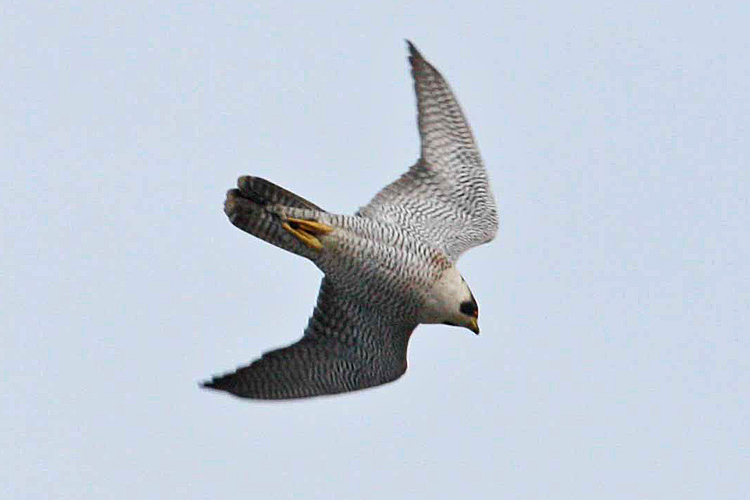  Falco peregrinus -  