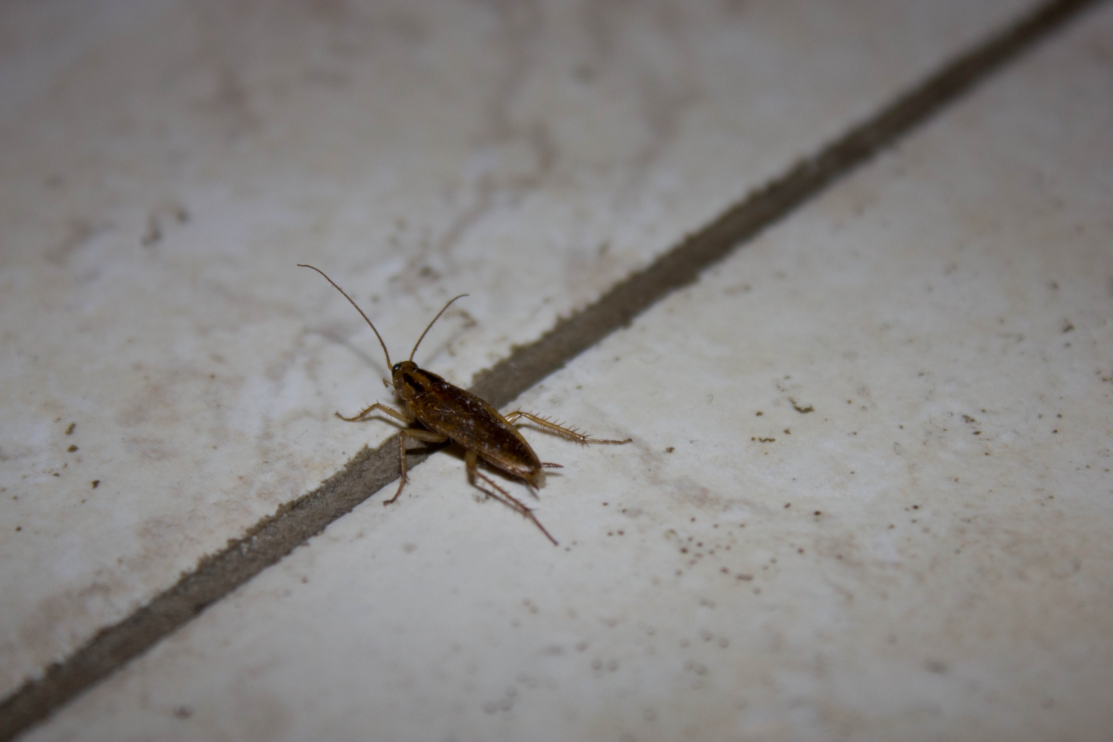 Домашние насекомые разводит человек. Насекомые в квартире. Домашние насекомые в квартире. Тараканы в доме. Тараканы в квартире.