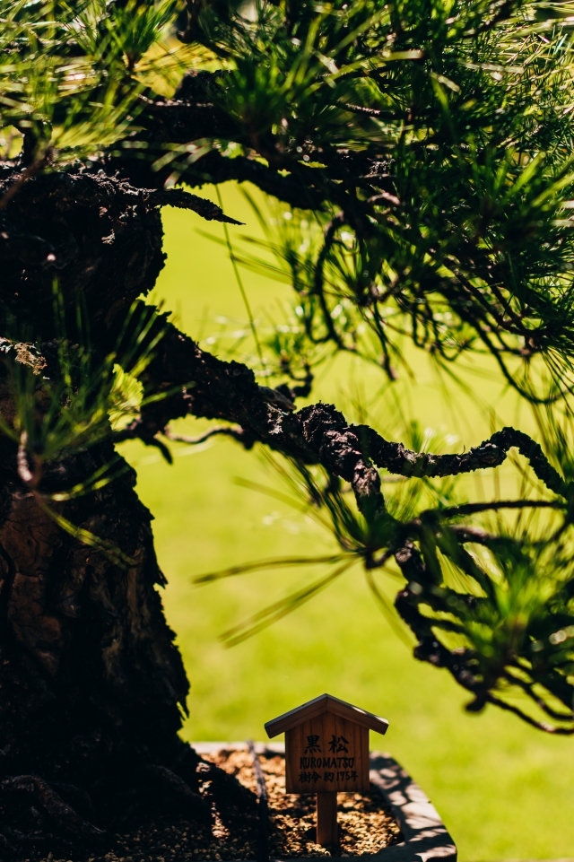 Миниатюрное дерево (бонсай) — 175-летняя чёрная сосна в парке Хаппоен