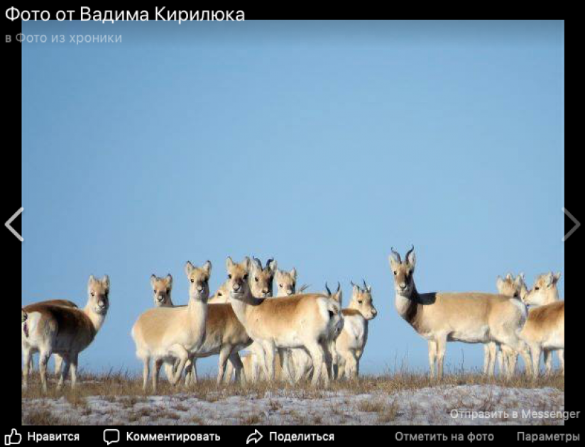 Используя содержание текста монгольский дзерен гордость забайкалья. Нашествие дзеренов в Забайкалье. Дзерен Монголия. Дзерены в Забайкалье сообщение. Дзерены в Забайкалье доклад.