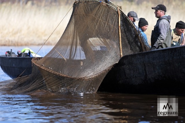 Ловля корюшки на реке Сясь 