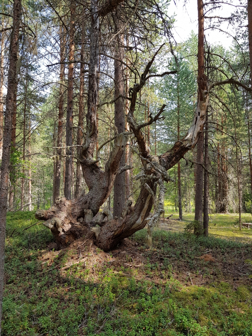 Северный лес: кормилец, убежище, дары смерти