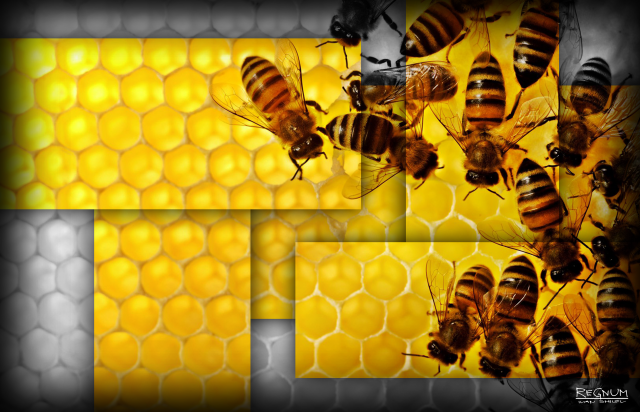Укус пчелы для увеличения члена - поможет ли, насколько безопасен метод