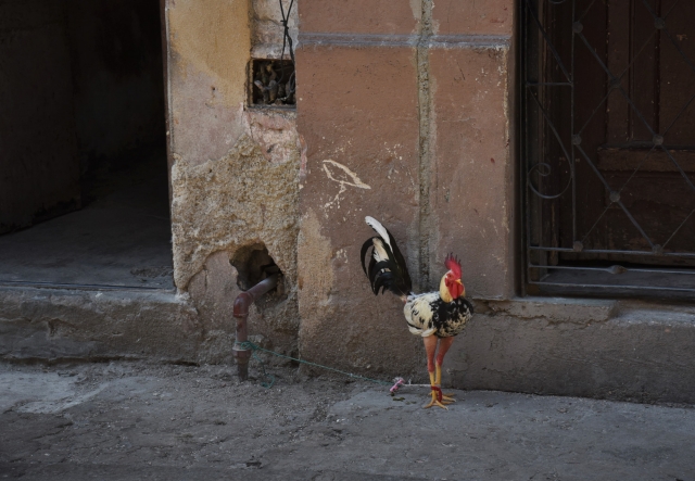 Отсутствие домашней птицы на Кубе не наблюдается, курицы, и петухи свободно разгуливают по всему острову. А вот яйца на Кубе в остром дефиците. Куда же девается столь распространённый пищевой продукт, не смог объяснить ни один кубинец