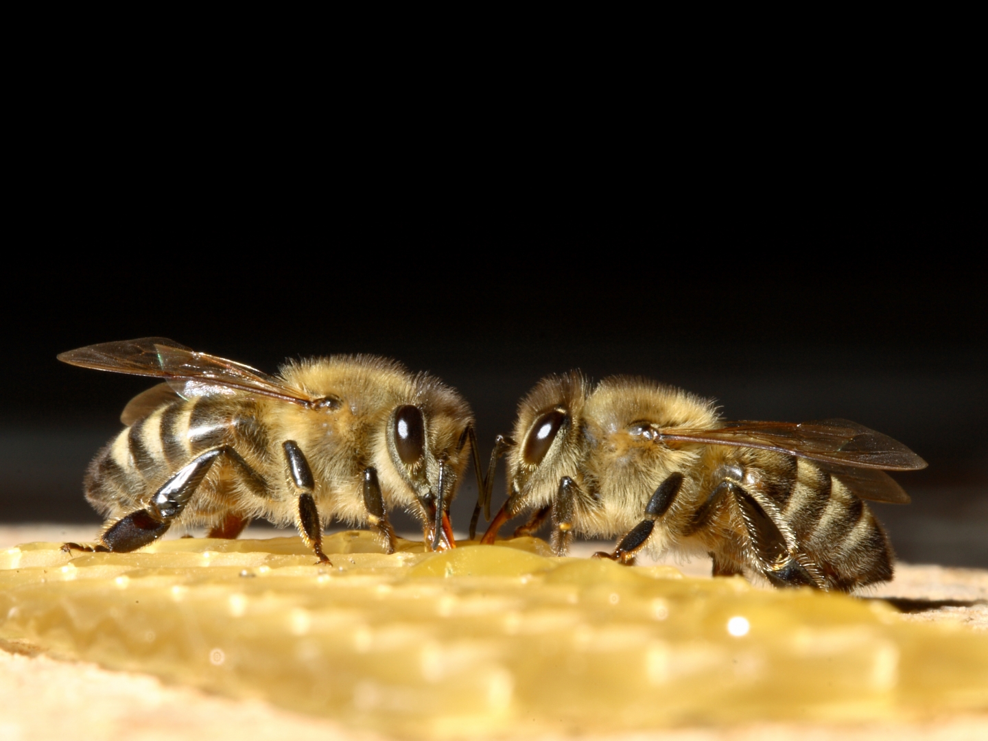 пчела в москве