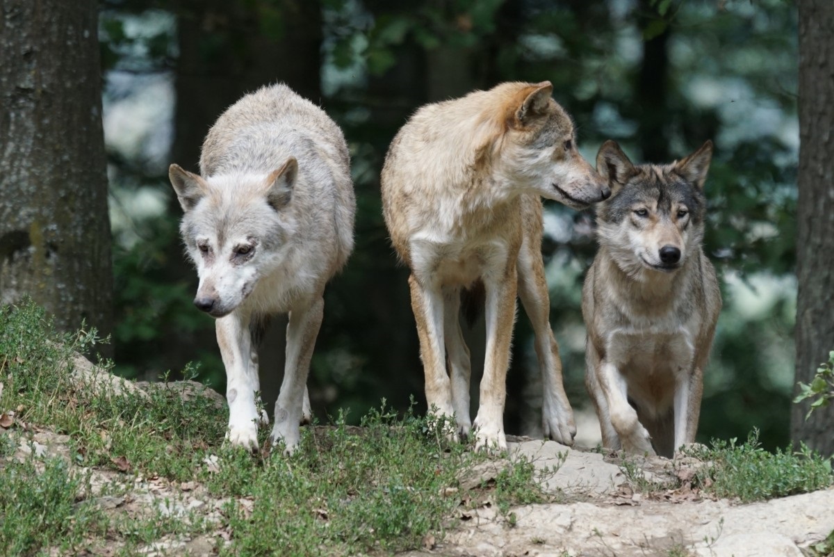 Серых волков Китая отнесли к разным генеалогическим линиям Canis lupus