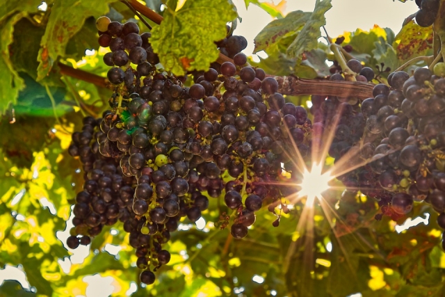 Праздник молодого вина: виноградари и виноделы съезжаются в Кисловодск