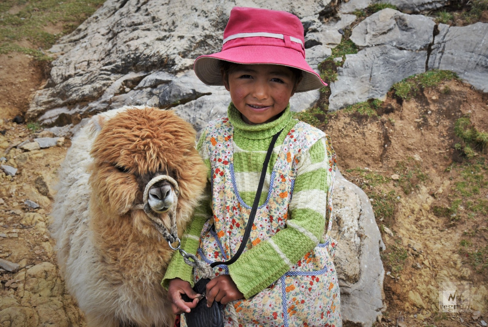Девочка народа Аймара с альпакой. Остров Солнца, Боливия