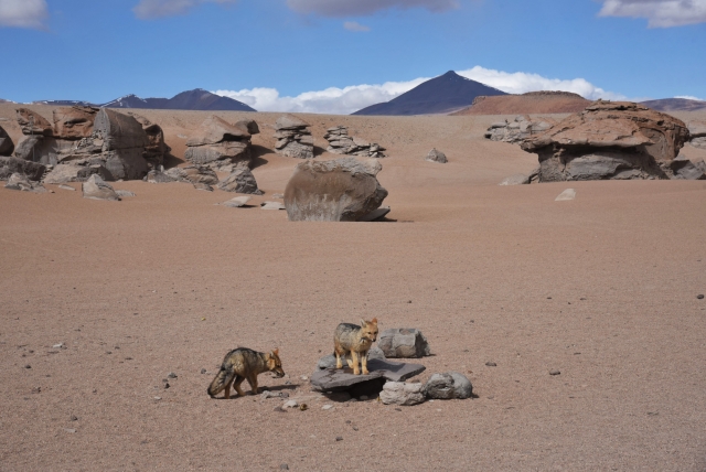 Койоты – лисы пустыни. Плато Альтиплано. Боливия