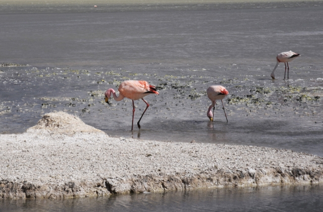 На первый взгляд Фламинго Джемса можно легко перепутать с представителями других групп южноамериканских фламинго. При более внимательном осмотре, можно заметить   некоторые различия в длине клюва, а также в окраске оперения и ног. Лагуна Колорадо, Боливия
