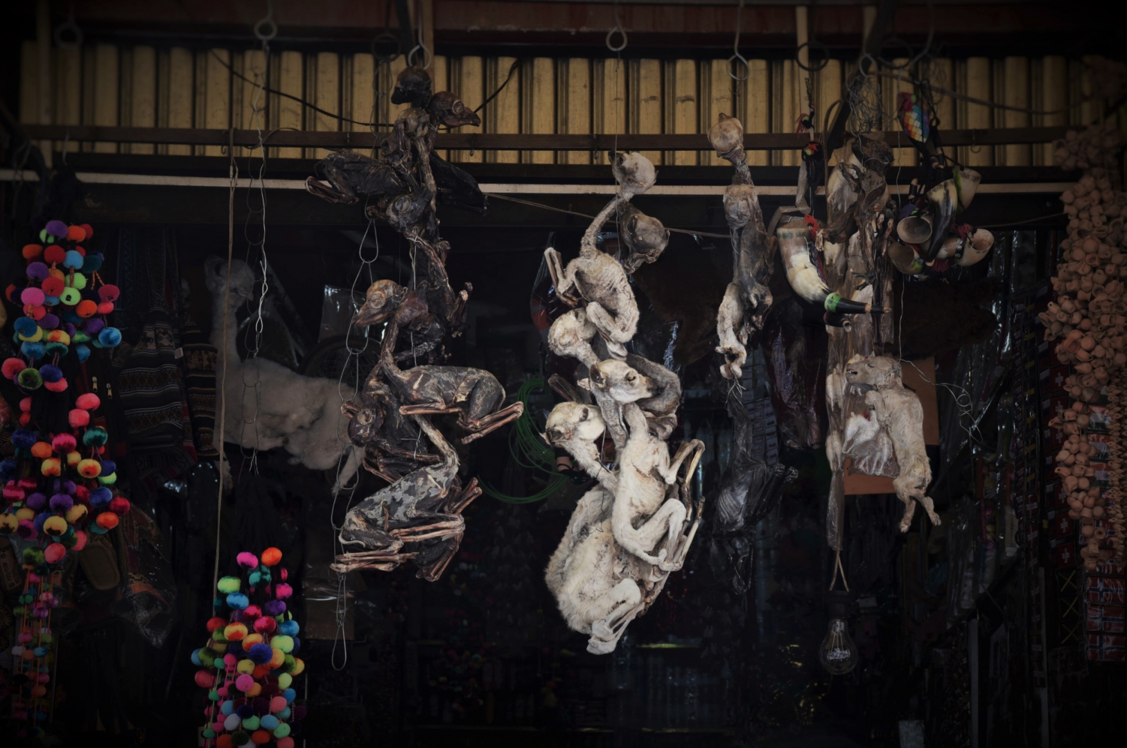 Ассортимент рынка Ведьм весьма необычен для европейского туриста: мумии зародышей и эмбрионов животных. Ла Пас, Боливия