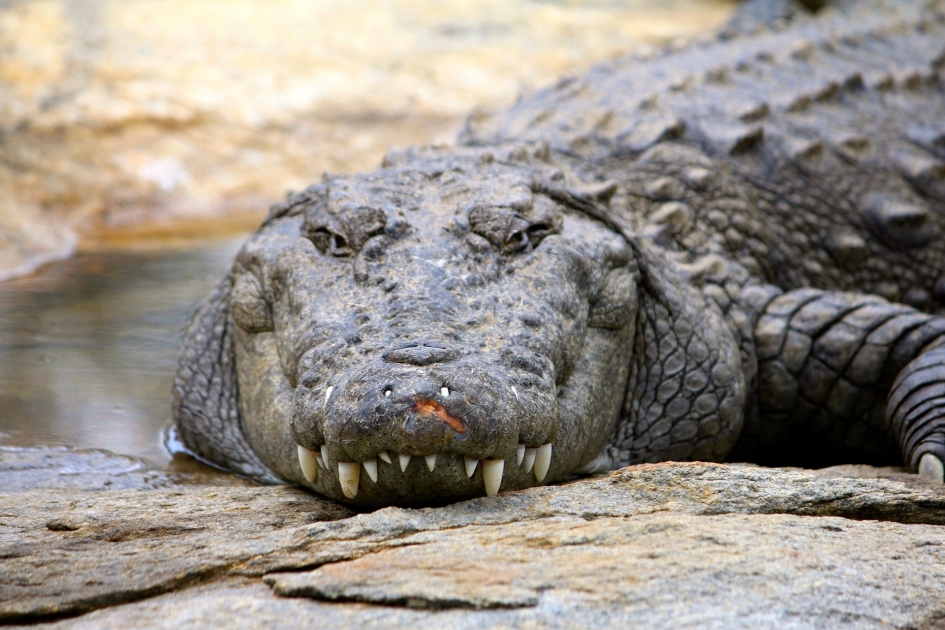 Photos: Ultra-close-up crocodile
