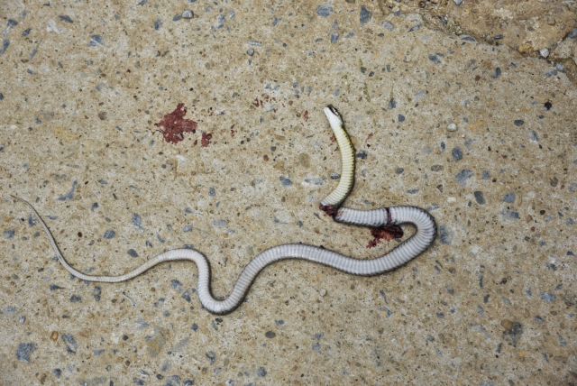 Змея, раздавленная мопедом, на одной из деревенских улиц. Бак Ха, Вьетнам