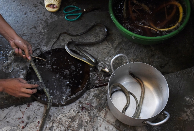 Чешуя удаляется с поверхности змеи посредством металлической губки для мытья посуды. Винь Сон. Вьетнам