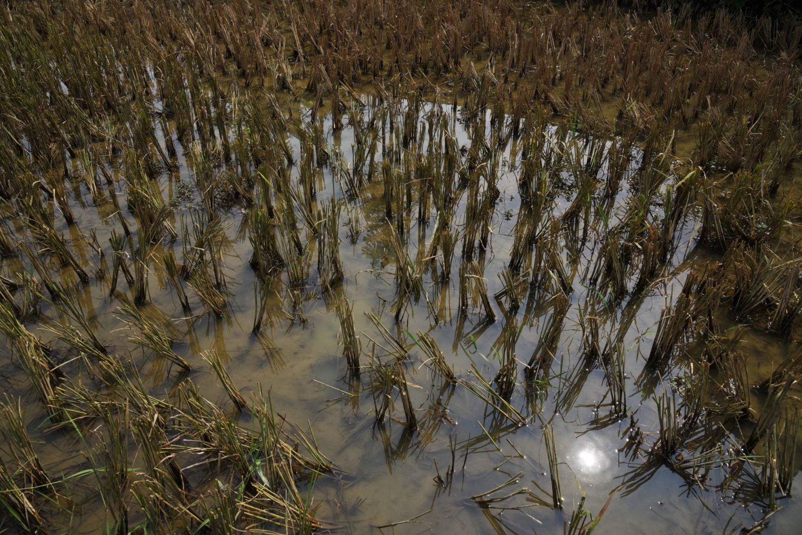 Солнце отражается в воде рисового поля. Винь Сон. Вьетнам